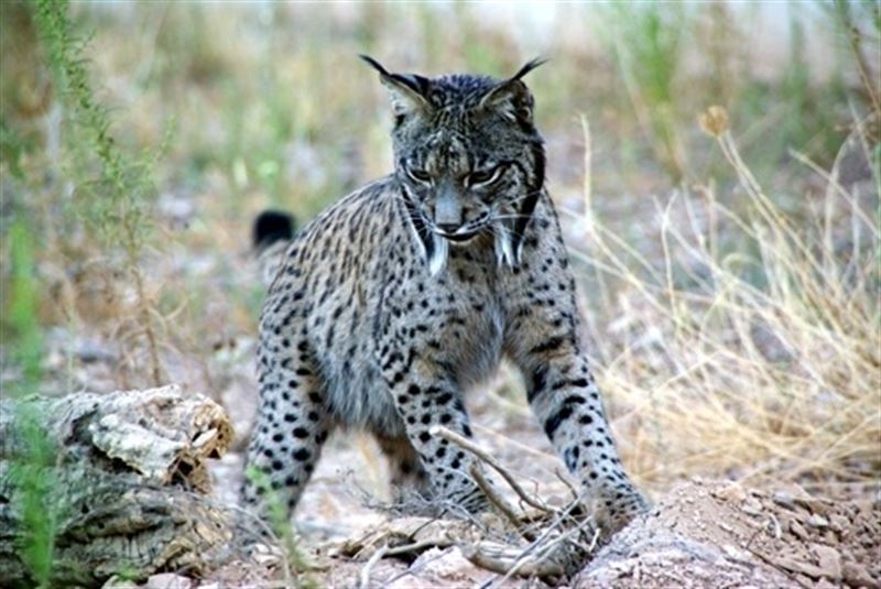 lince