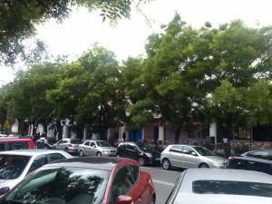 Acacias vivas