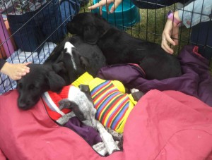 perritos_Feria adopción